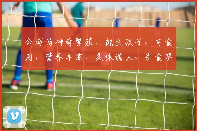 公海马神奇繁殖，能生孩子，可食用，营养丰富，美味诱人，引食界关注三，四，五